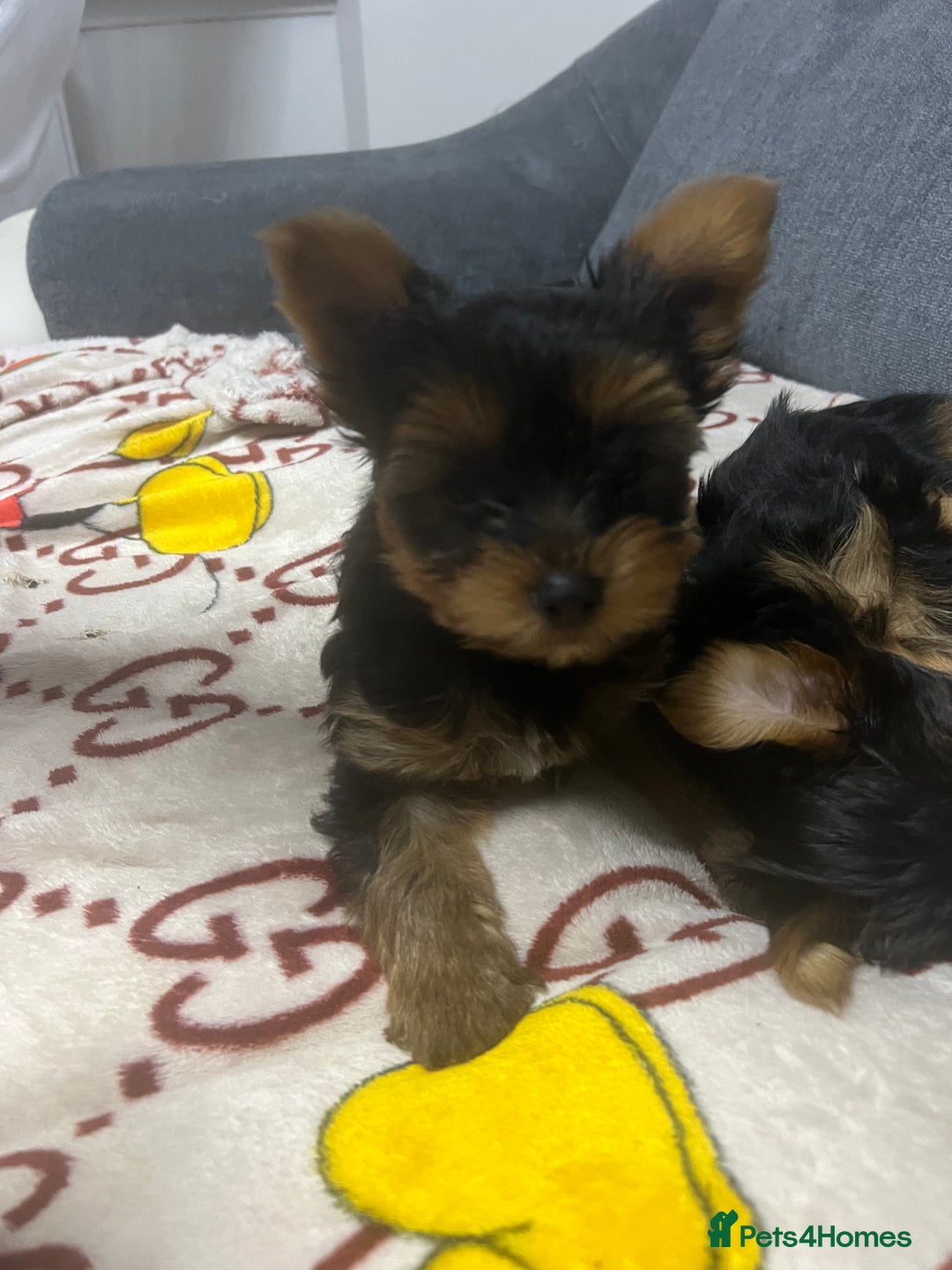 Yorkshire Terrier dogs for sale: Beautiful Yorkshire terrier Boys ready now 😻 - Advert 16