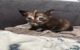 Mixed Breed cats for sale: 2 Kittens  in Lincoln - Image 5