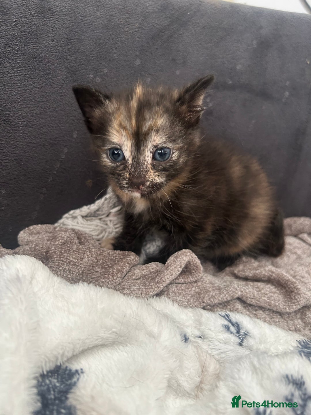 Mixed Breed cats for sale: 2 Kittens  in Lincoln - Image 5