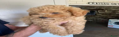 Maltipoo Puppy 3
