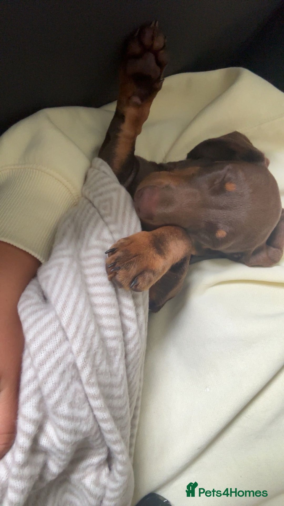 Miniature Dachshund dogs for sale: Chocolate and tan miniature dachshund  - Image 2