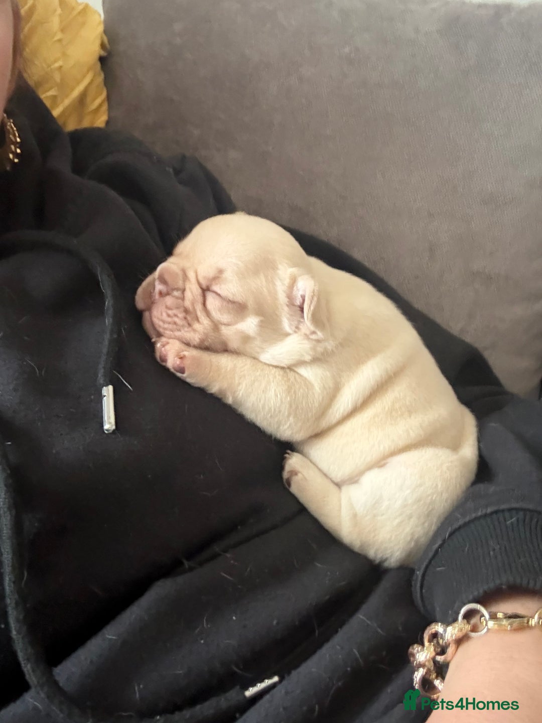 French Bulldog dogs for sale: French bulldog girl - Advert 3