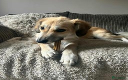 Mixed Breed dogs for adoption: 🐻Teddy🐻 for adoption, fostered in HAMPSHIRE - Image 4