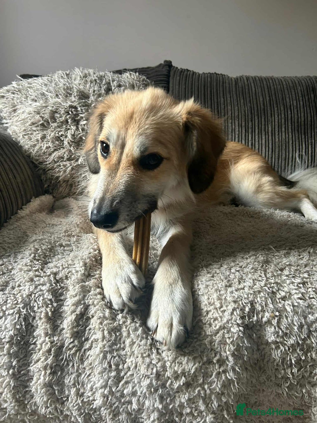 Mixed Breed dogs for adoption: 🐻Teddy🐻 for adoption, fostered in HAMPSHIRE - Image 4