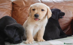 Labrador Retriever dogs for sale: Stunning Health Tested Labrador Puppies - Image 10