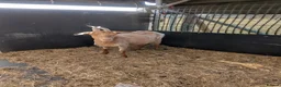 Goats livestock for sale: 1 mum and 4 babies Golden Guernseys  in Princes Risborough - Advert 7