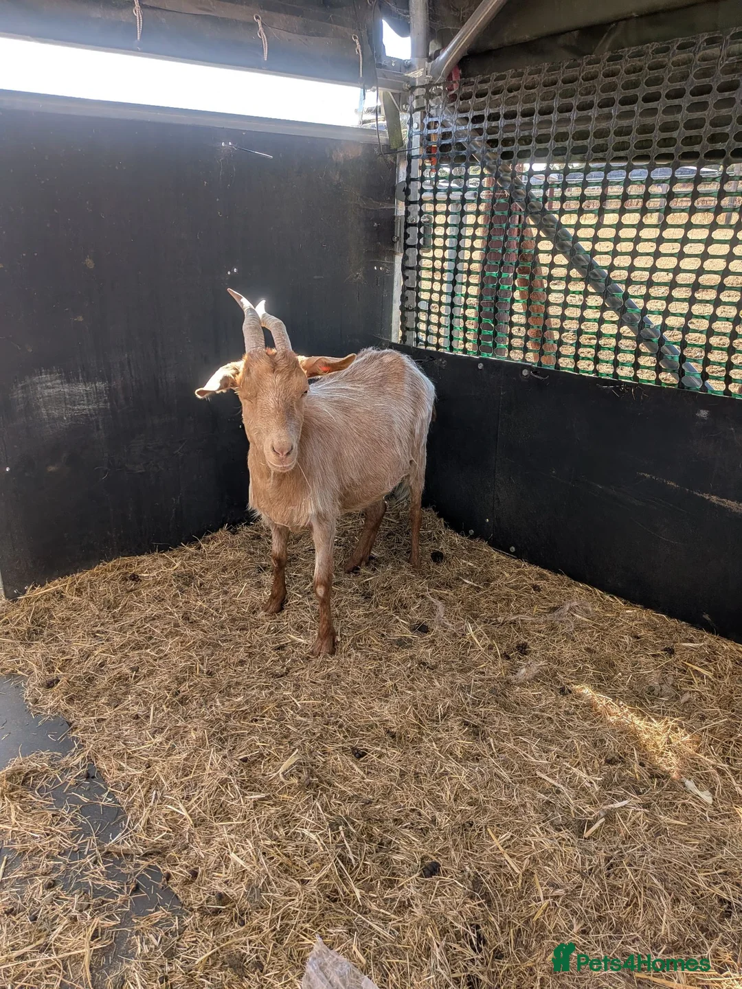 Goats livestock for sale: 1 mum and 4 babies Golden Guernseys  in Princes Risborough - Advert 7