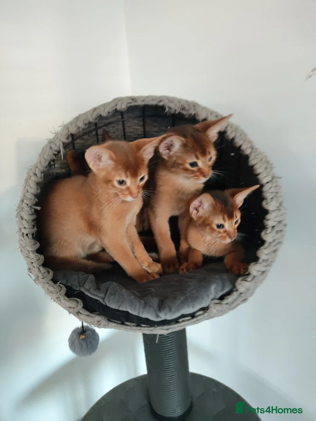Abyssinian cats for sale: Beautiful Abyssinian Kittens 🐈 - Advert 19