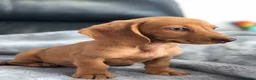 Dachshund dogs for sale: Dachshund Puppies - Advert 4