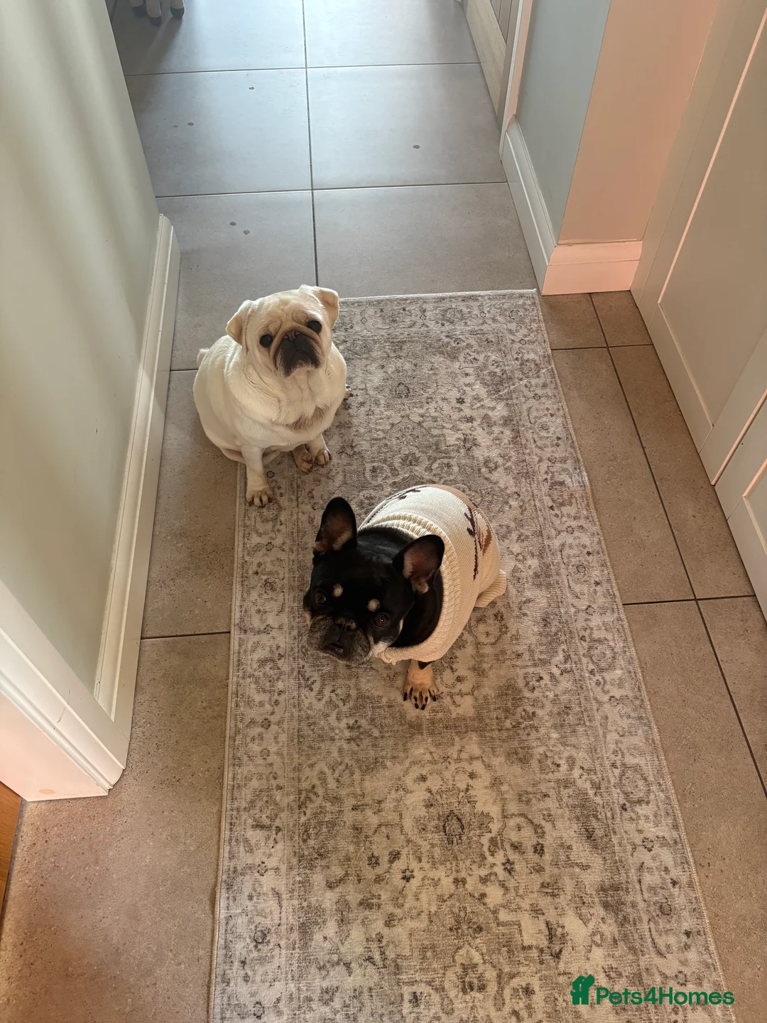 Pug dogs for sale: White female pug for rehoming - Advert 2