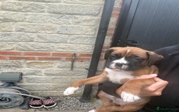 Boxer dogs for sale: Ready This Weekend Kc Boxer Puppies - Image 27