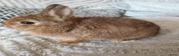 Netherland Dwarf rabbits for sale: Beautiful Netherland dwarfs babys  - Advert 3