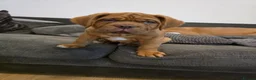 Dogue De Bordeaux dogs for sale: Just 1 male Dogue de bordeux puppy left for sale! - Advert 1