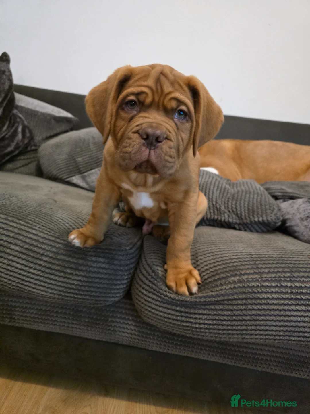 Dogue De Bordeaux dogs for sale: Just 1 male Dogue de bordeux puppy left for sale! - Advert 1