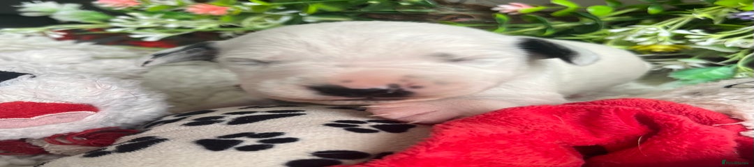 Dalmatian Puppy 9