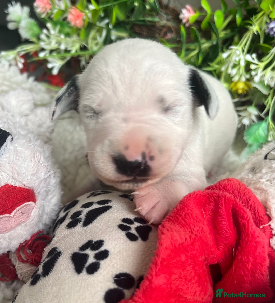 Dalmatian dogs for sale: Quality puppies home reared mother champion  - Image 10
