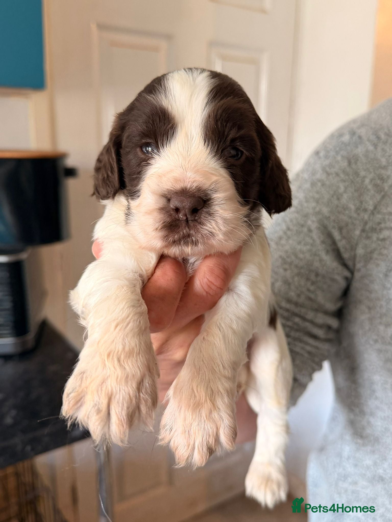 Cocker Spaniel dogs Cocker spaniel puppies  - Advert 17