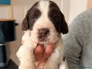 Cocker Spaniel dogs Cocker spaniel puppies - Advert 17