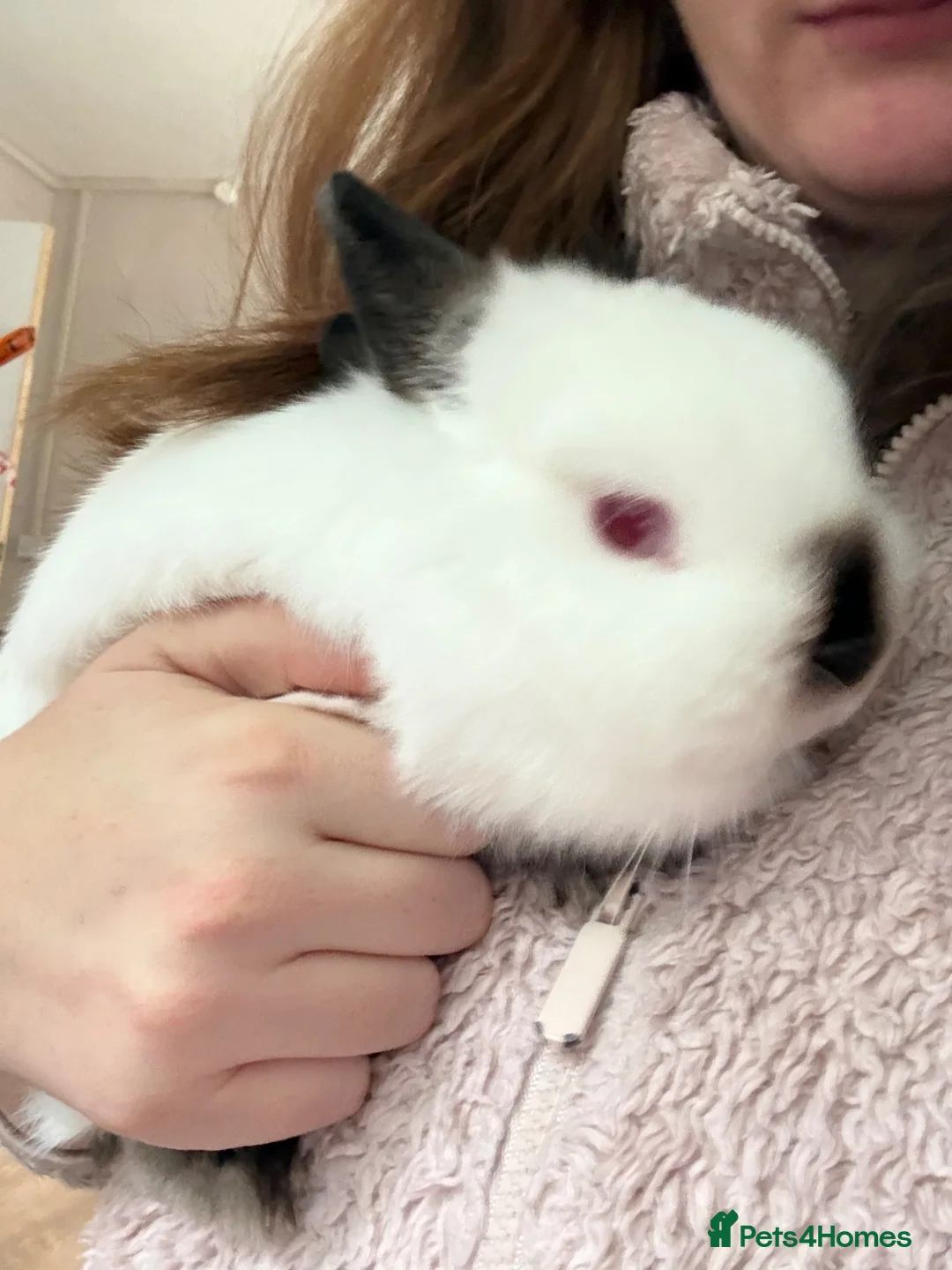 Netherland Dwarf rabbits for sale: Netherlands Dwarf in Willenhall - Advert 1