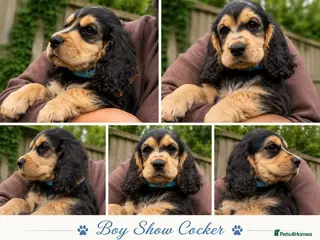 Cocker Spaniel dogs 🚨READY NOW 🚨3 BOYS REDUCED final reduction - Advert 6