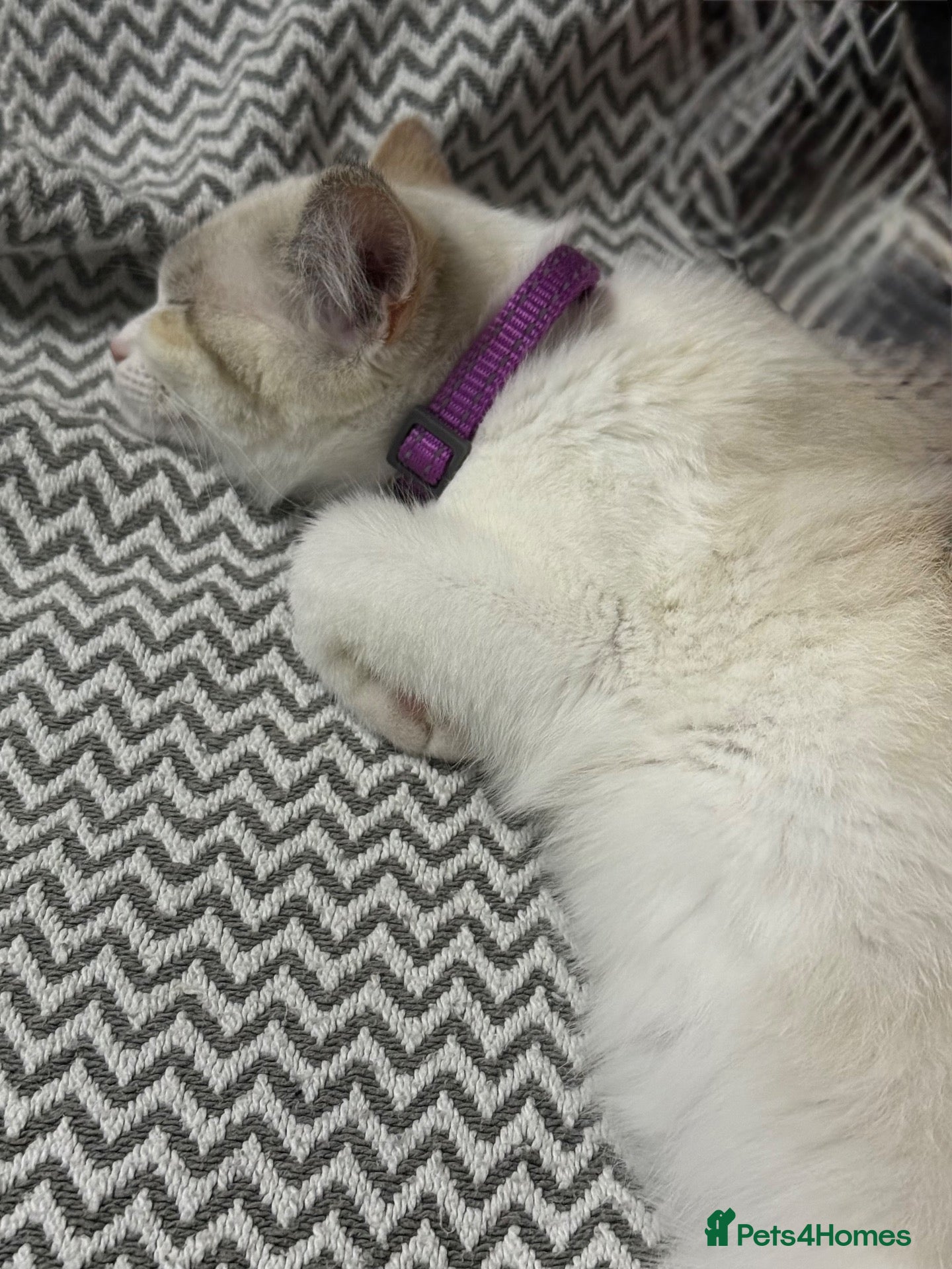 Ragdoll cats for sale: Gorgeous Ragdoll Female – Complete Package - Advert 11