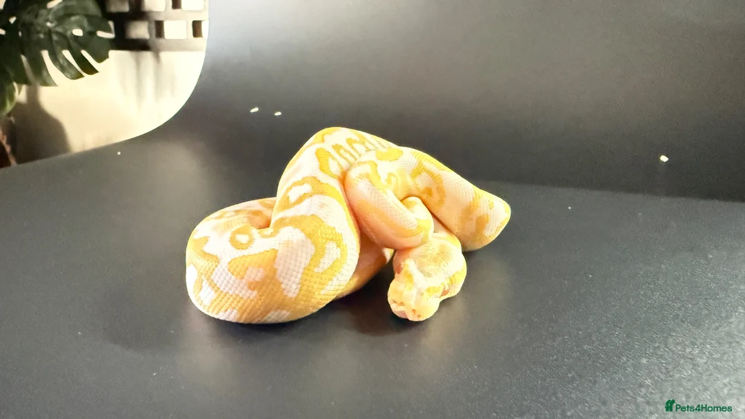Python Snake reptiles for sale: 1.0 Leo Candy 66% het Pied - Advert 14