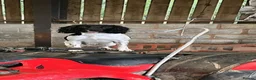 English Springer Spaniel dogs for stud: Wessexmac's King Kobe at Stud - Advert 8