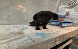 Patterjack dogs for sale: 4 lovely patterjacks  - Image 17