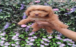 Cavachon dogs for sale: Beautiful golden cavapoochons puppies  - Image 3