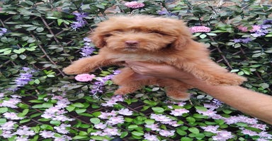 Cavachon dogs - Advert 3