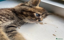 Bengal cats for sale: Five super friendly and fun kittens  - Image 3