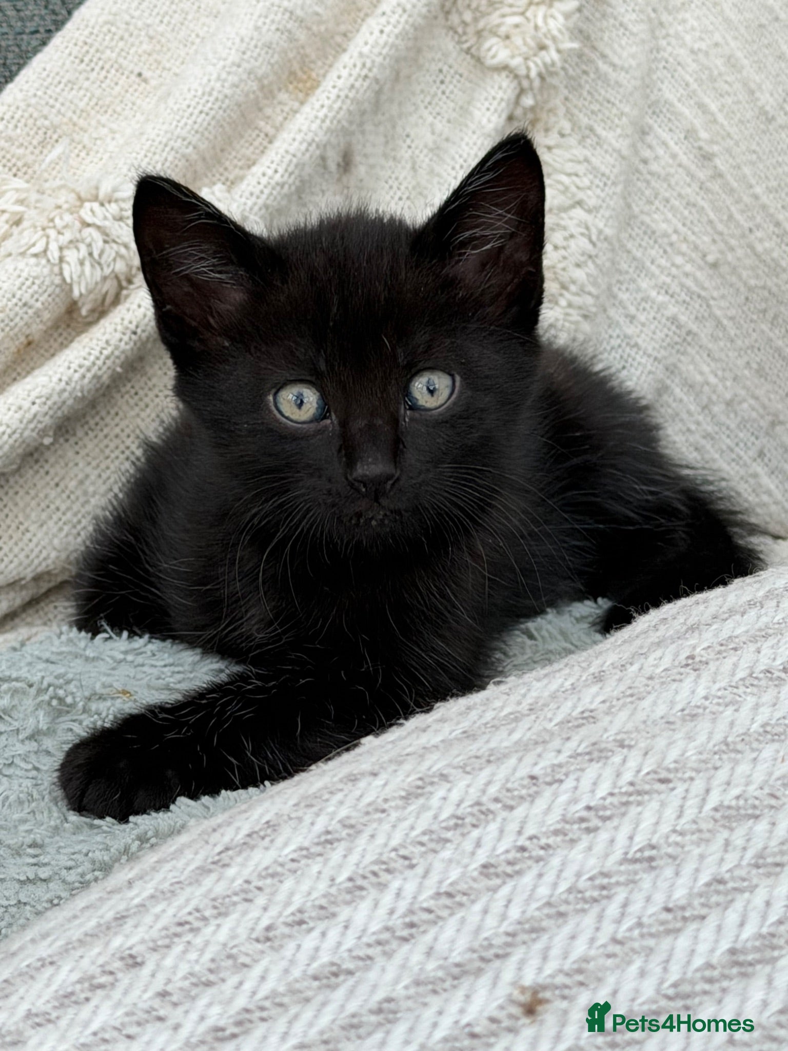 Mixed Breed cats *just one chunky boy still available to reserve*  - Advert 3