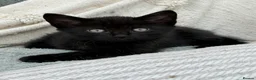 Mixed Breed cats for sale: *just one chunky boy still available to reserve*  - Advert 1