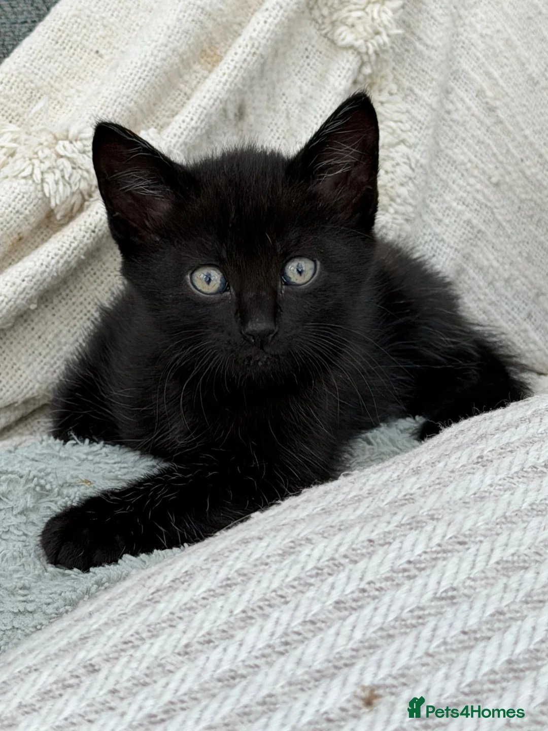 Mixed Breed cats for sale: *just one chunky boy still available to reserve*  - Advert 1