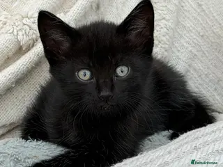 Mixed Breed cats *just one chunky boy still available to reserve* - Advert 3