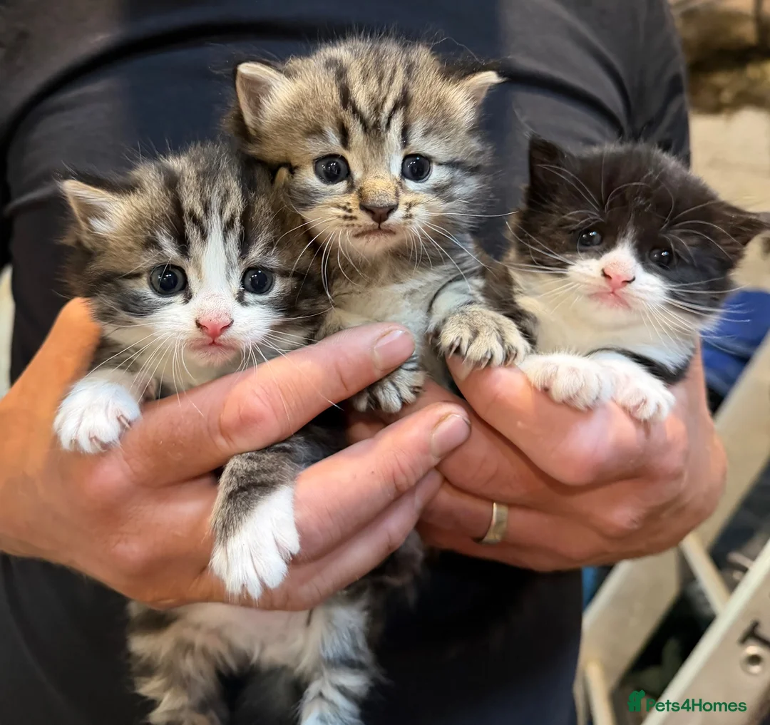 Mixed Breed cats for sale: Gorgeous farm kittens - Advert 5