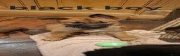 Mixed Breed dogs for sale: Belguim Malinois Puppies  - Advert 11