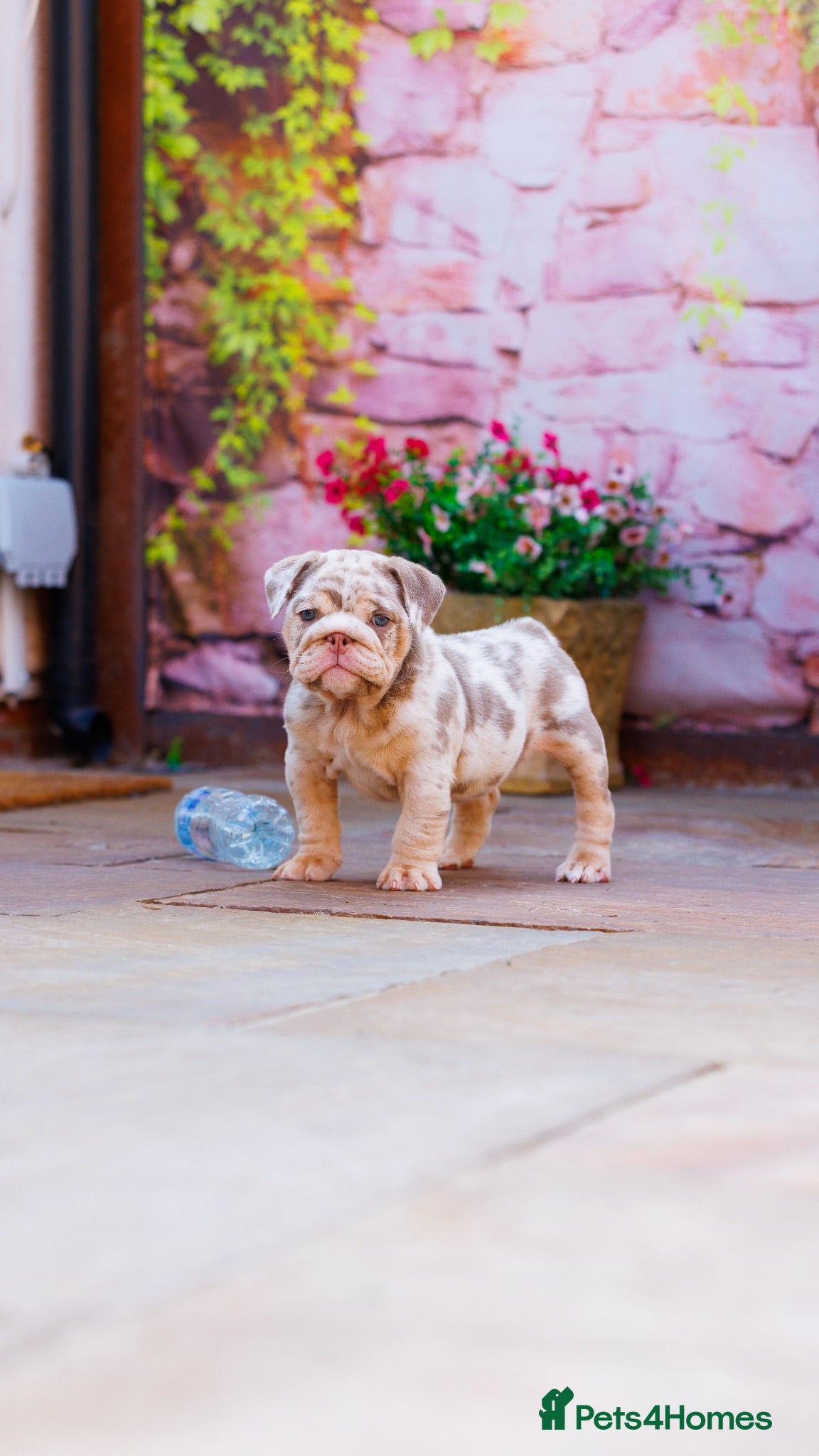 English Bulldog dogs Premium English Bulldogs READY NOW!! - Advert 2