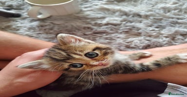 British Shorthair cats - Advert 1