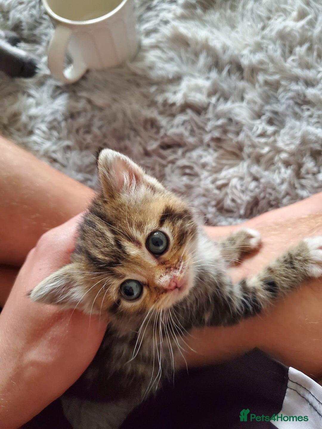 British Shorthair cats for sale: Adorable British Shorthair x Tabby Kittens - Image 2