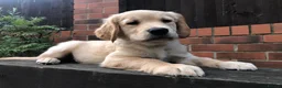 Golden Retriever dogs for sale: KC Reg Dark Red Golden Retriever-100% DNA Tested - Advert 4