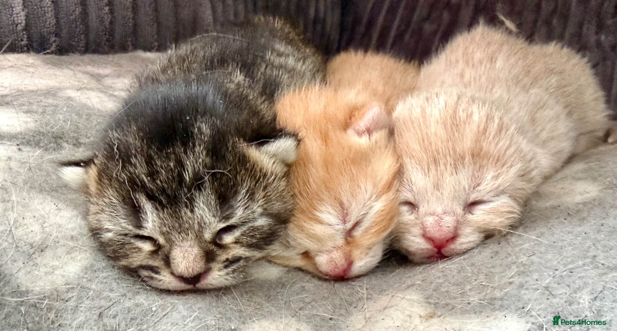 Mixed Breed cats 3 Beautiful Kittens in Mansfield  - Advert 3
