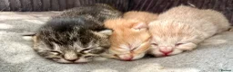 Mixed Breed cats for sale: 3 Beautiful Kittens in Mansfield  - Advert 1