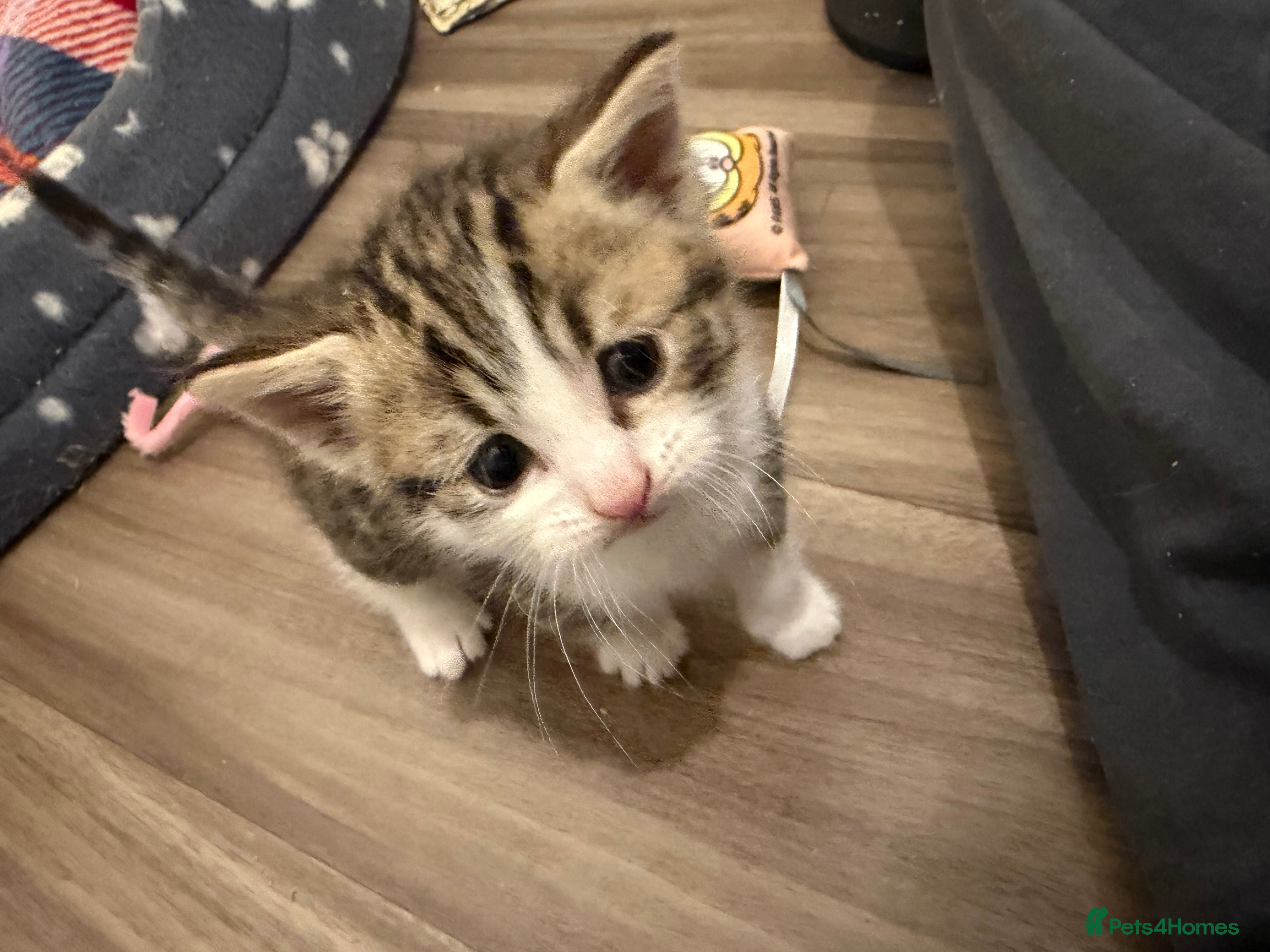 Mixed Breed cats Stunning British Short Hair cross Bengal babies  - Advert 1