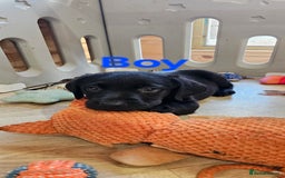 Labrador Retriever dogs for sale: 7 STUNNING BLACK LABRADOR PUPPIES - Image 2
