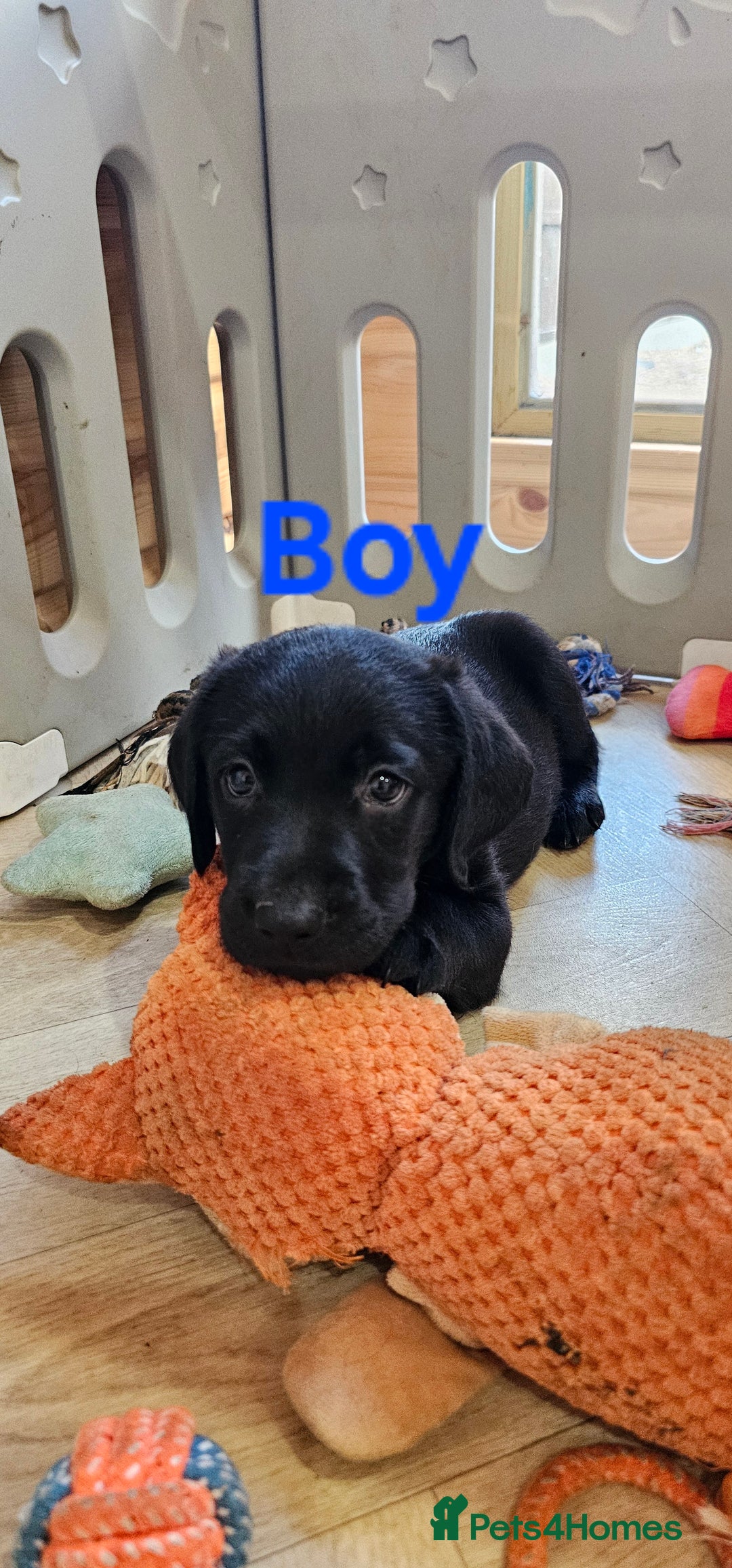 Labrador Retriever dogs for sale: 7 STUNNING BLACK LABRADOR PUPPIES - Image 2