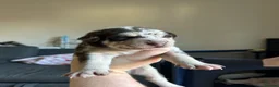 Mixed Breed dogs for sale: Beautiful Staffie cross puppies - Advert 19