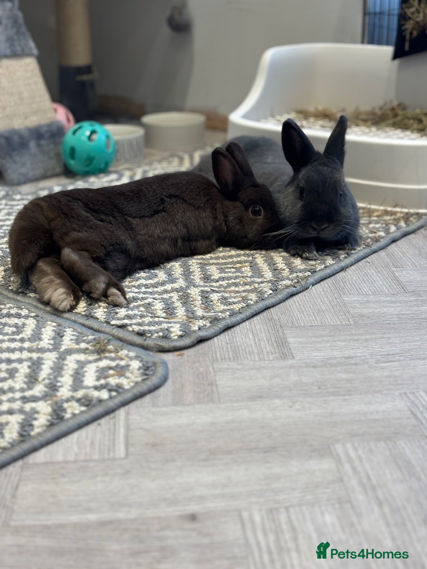 Netherland Dwarf rabbits for sale: Netherland dwarf house rabbits  - Advert 2