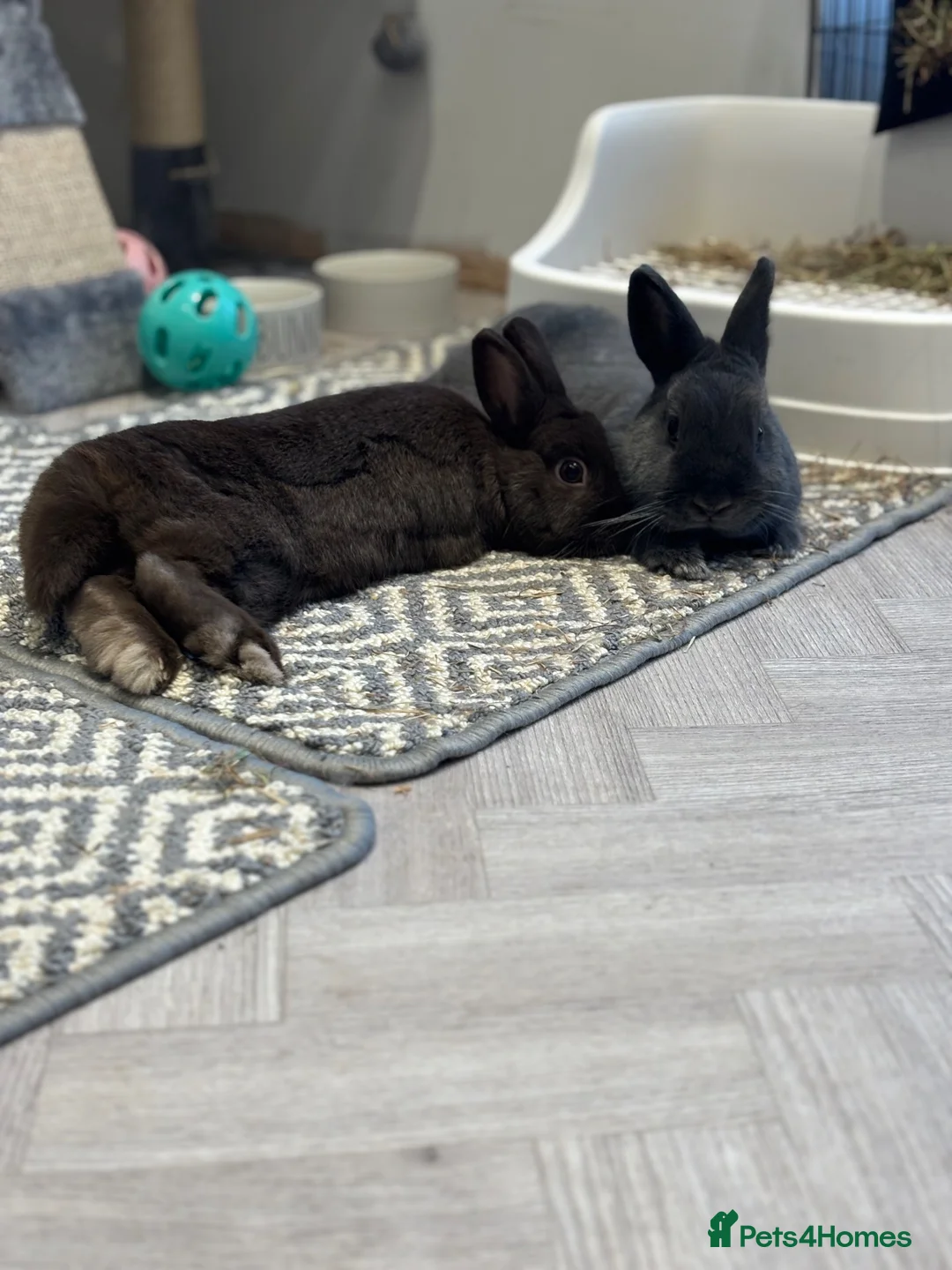 Netherland Dwarf rabbits for sale: Netherland dwarf house rabbits  - Advert 1