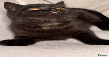 British Shorthair cats Full British short hair kittens - Advert 14